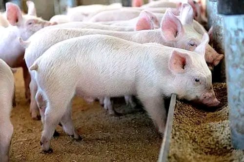 3 Months Pig